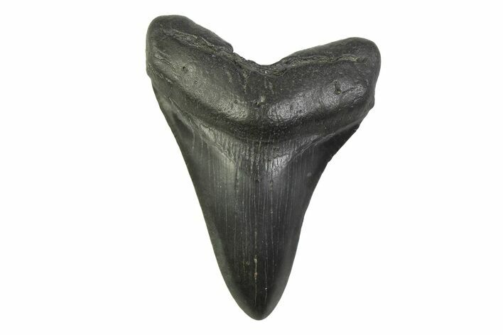 Fossil Megalodon Tooth - South Carolina #341376